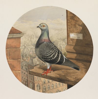 Racing Pigeons, Paris to London by Henry Stephen Ludlow